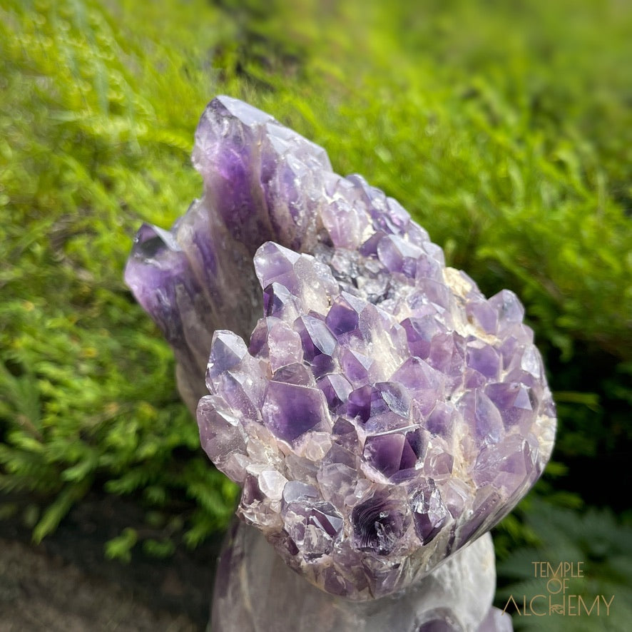 Naya 𓆃 Violet Flame Goddess of Renewal