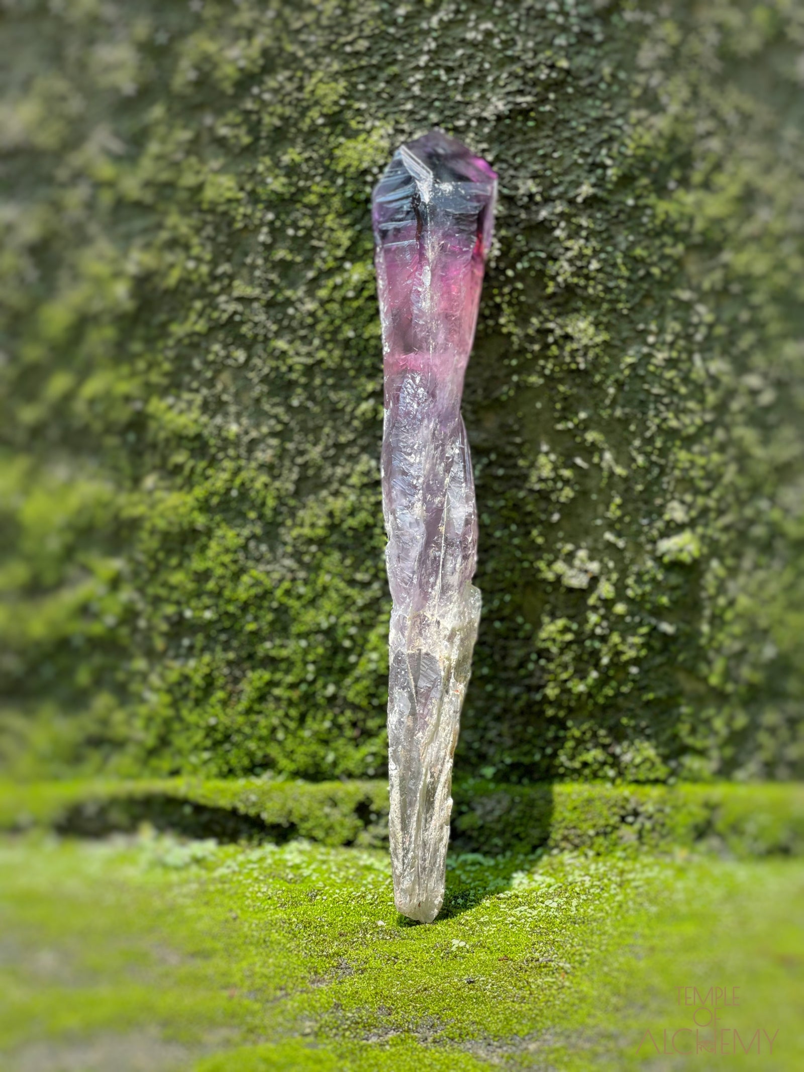 Record Keeper 𓄂♡𓆃 Phantom Ametrine