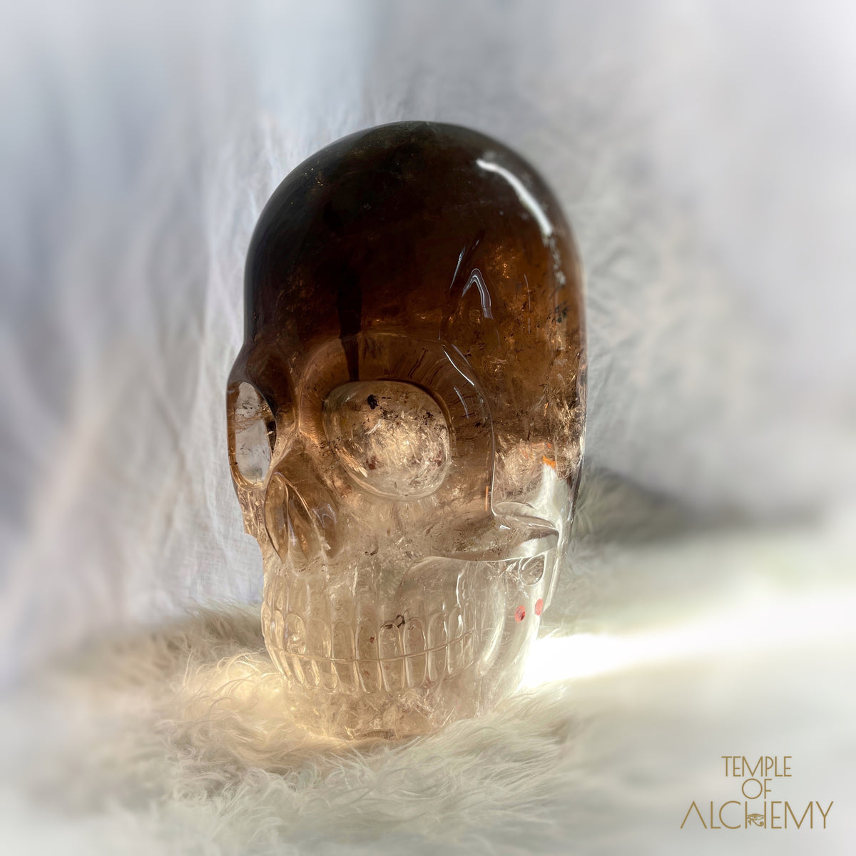 * Reserved * Phallon 𓆃 Warrior #169 The Cosmic Egg