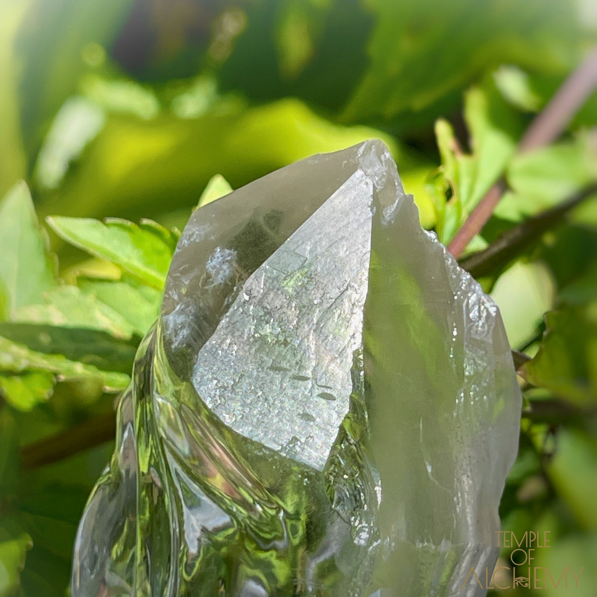 Ascension 𓄂♡𓆃 Record Keeper Citrine Cathedral Lightbrary