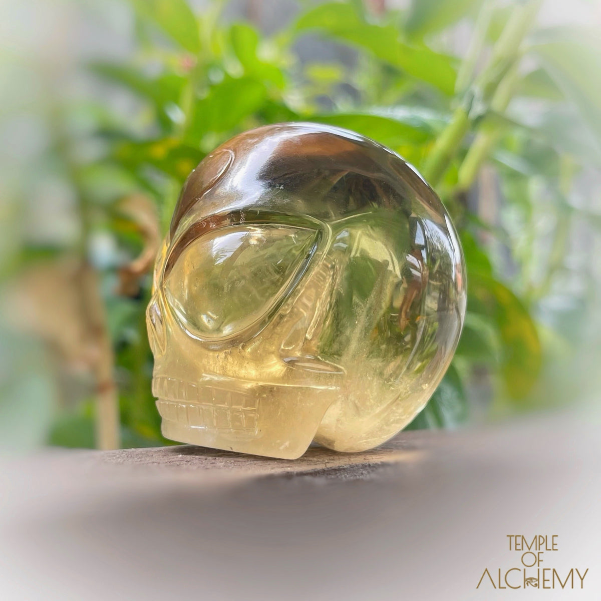 𓁹🌈𓁹 Citrine