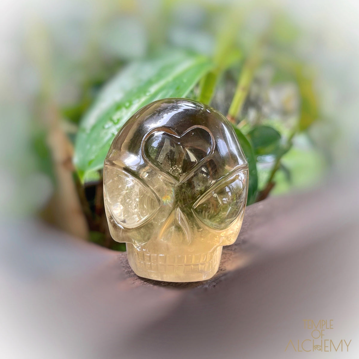 𓁹🌈𓁹 Citrine
