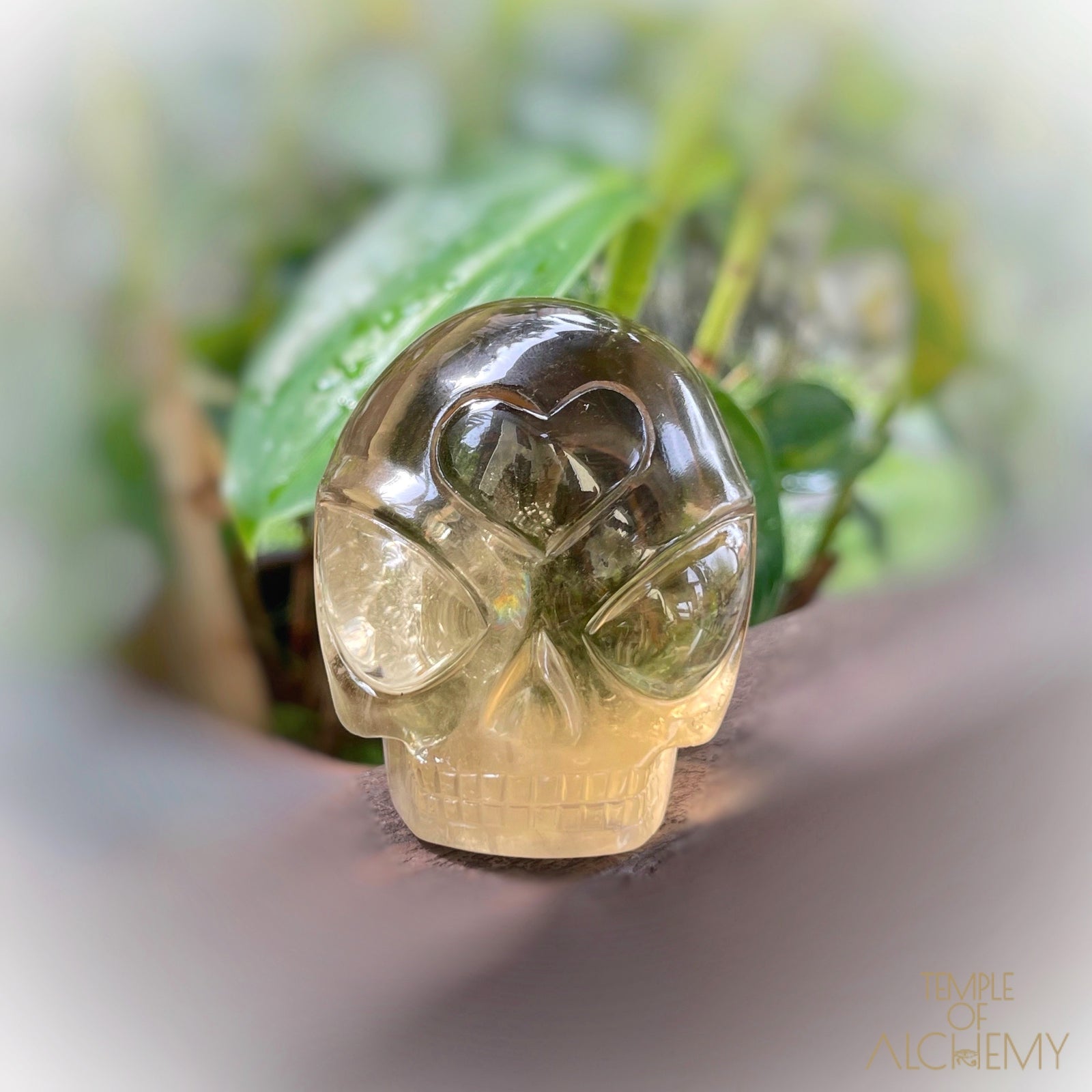 𓁹🌈𓁹 Citrine