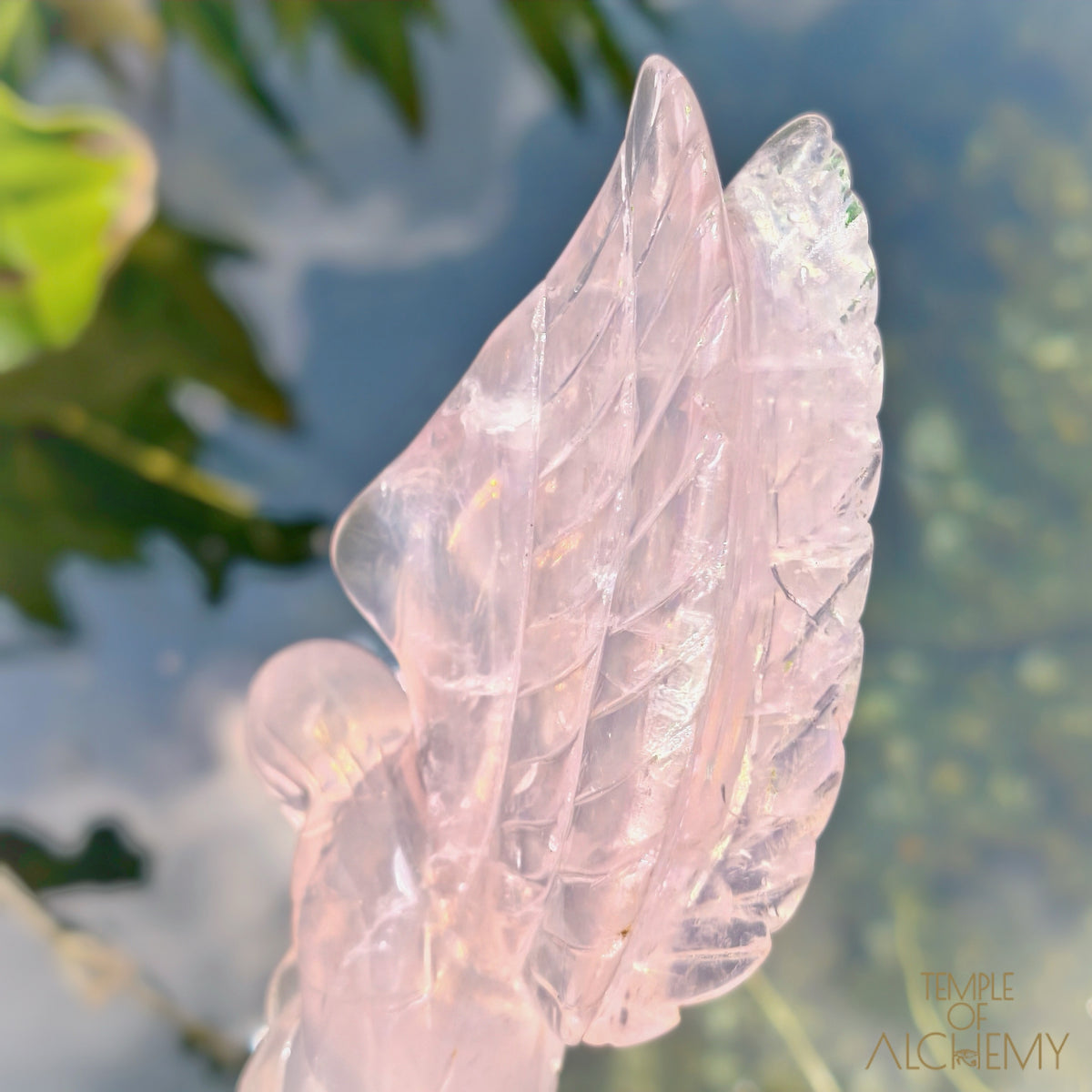 Girasol Rose Quartz