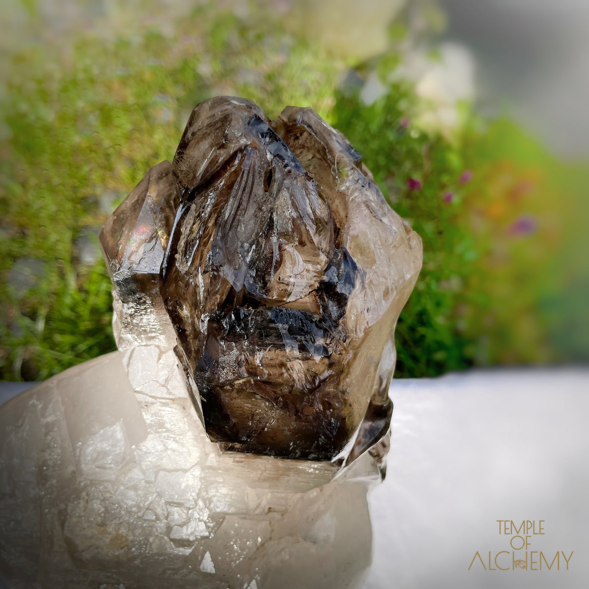 * Reserved * Andre & Gina 𓆃 Warrior #194 : The Awakening of the Warrior Queen