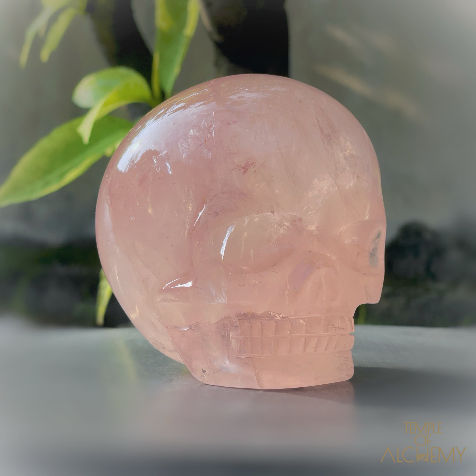 Star Rose Quartz