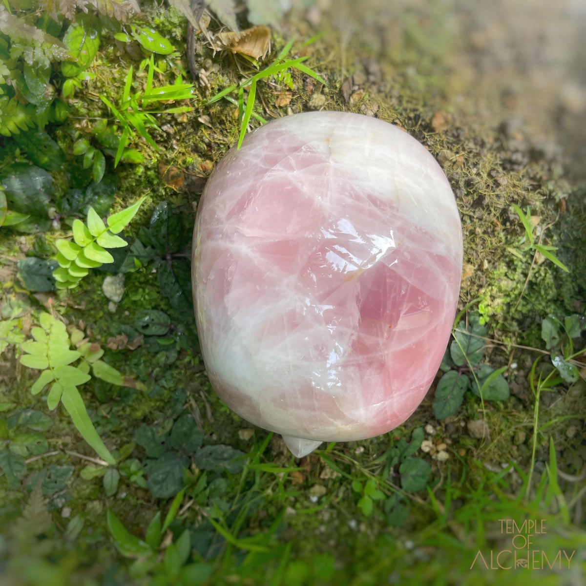 Star Rose Quartz
