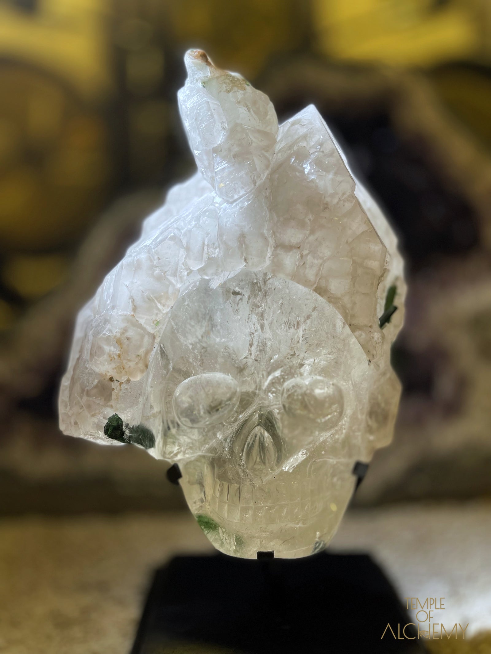 Homme 𓆃 Warrior #270